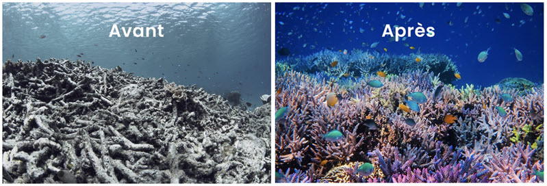 Evolution du récif corallien restauré autour de l’île d’Hatamin en Indonésie. Crédits : Coral Guardian.
